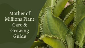 Mother Of Million Plant- How To Maintain and Cultivate