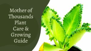 Mother of Thousands Plant – Complete Care And Growing Guide