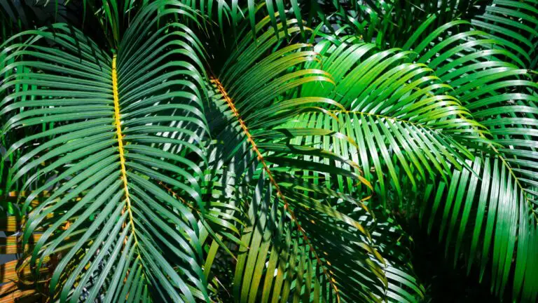 How To Take Care Of A Palm Tree Plant – 9 Easy Care Tips - Gardening Leaves