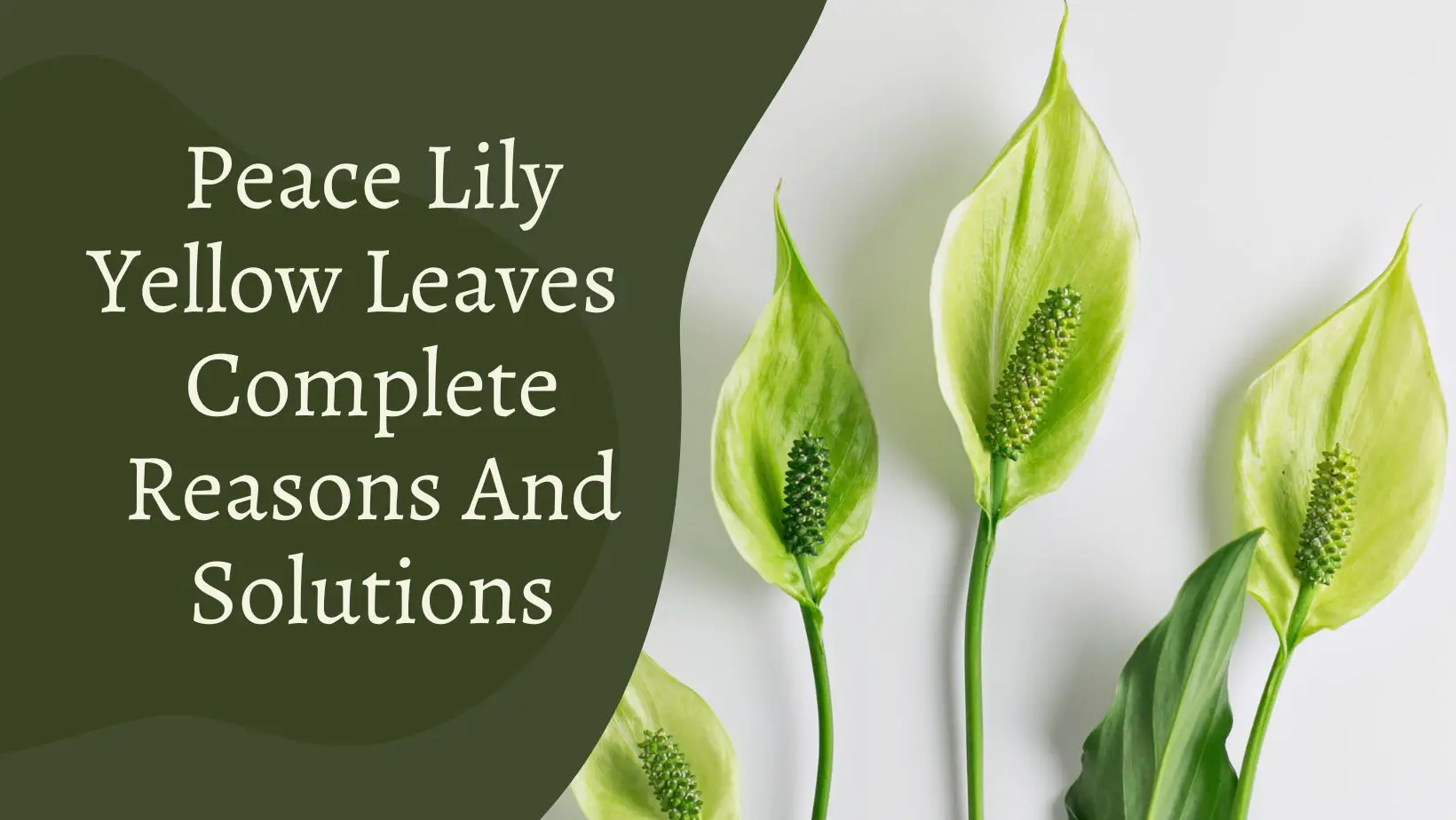 Peace Lily Yellow Leaves Problem – 8 Reasons And Solutions