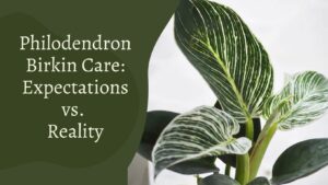 Philodendron Birkin Care: Expectations vs. Reality
