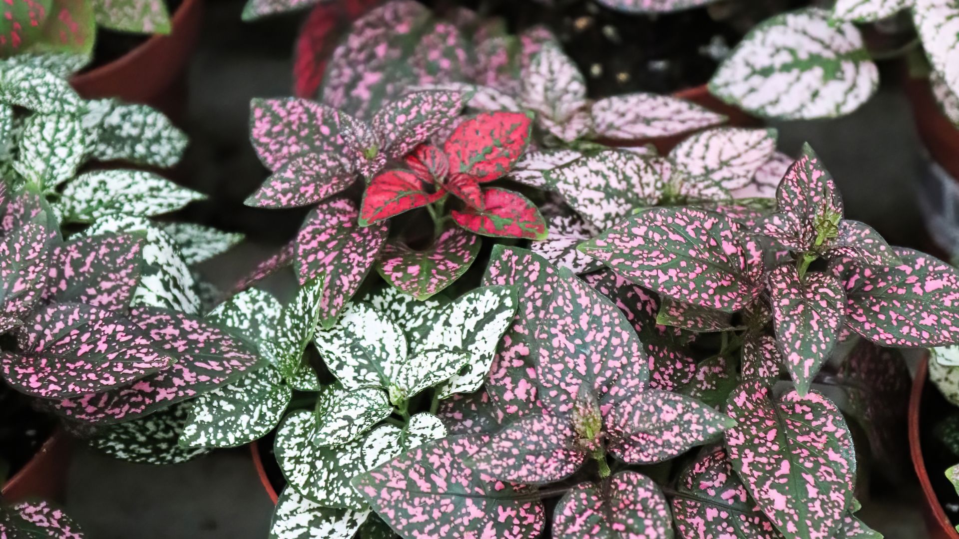 Polka Dot Plant Care- 5 Tips And Growing Guide For Beginners ...