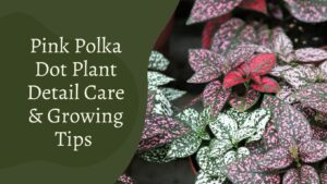 Pink Polka Dot Plant – Detail Care And Growing Tips & Tricks