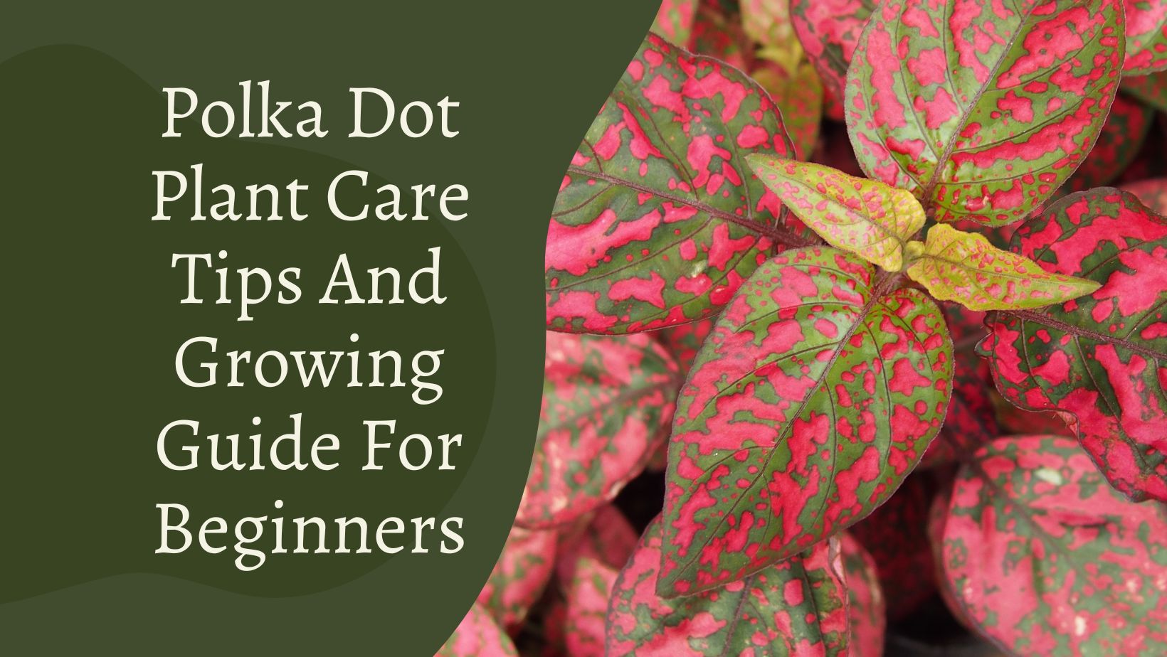 Polka Dot Plant Care Tips And Growing Guide For Beginners