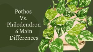 Pothos Vs Philodendron – 6 Main Differences Between Them