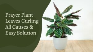 Prayer Plant Leaves Curling – All Causes & Easy Solution