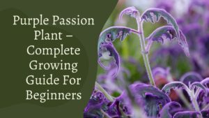 Purple Passion Plant – Complete Growing Guide For Beginners