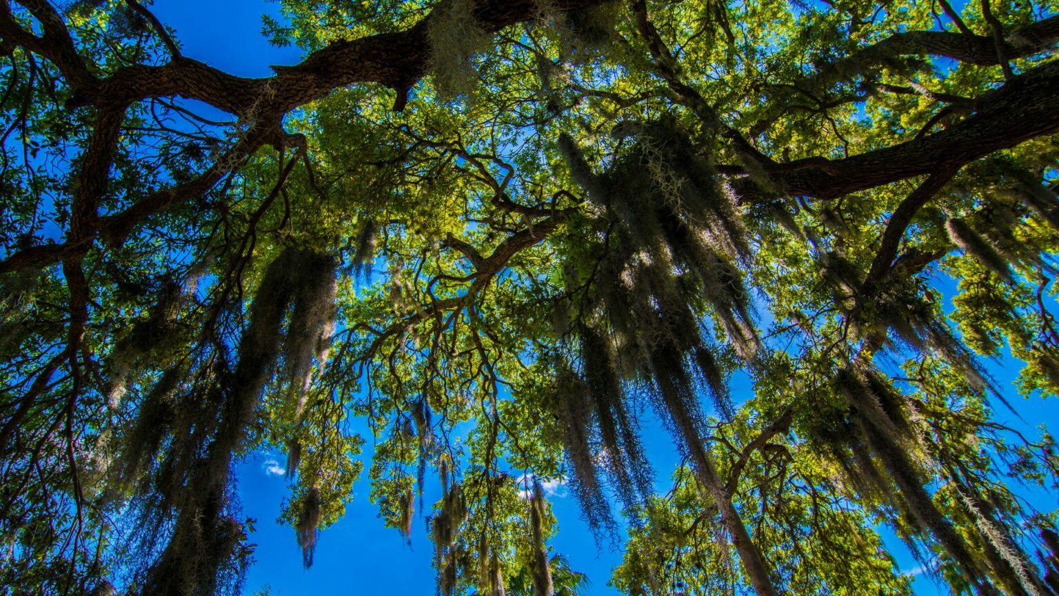 Should You Remove Spanish Moss From Trees