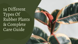 14 Different Types Of Rubber Plants & Complete Care Guide