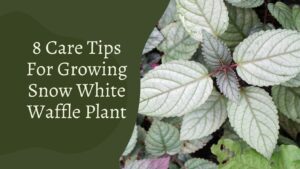 8 Care Tips For Growing Snow White Waffle Plant