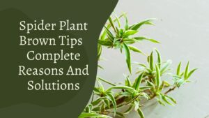 Spider Plant Brown Tips – Complete Reasons And Solution