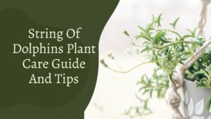 String Of Dolphins Plant – Complete Care And Growing Guide 2023