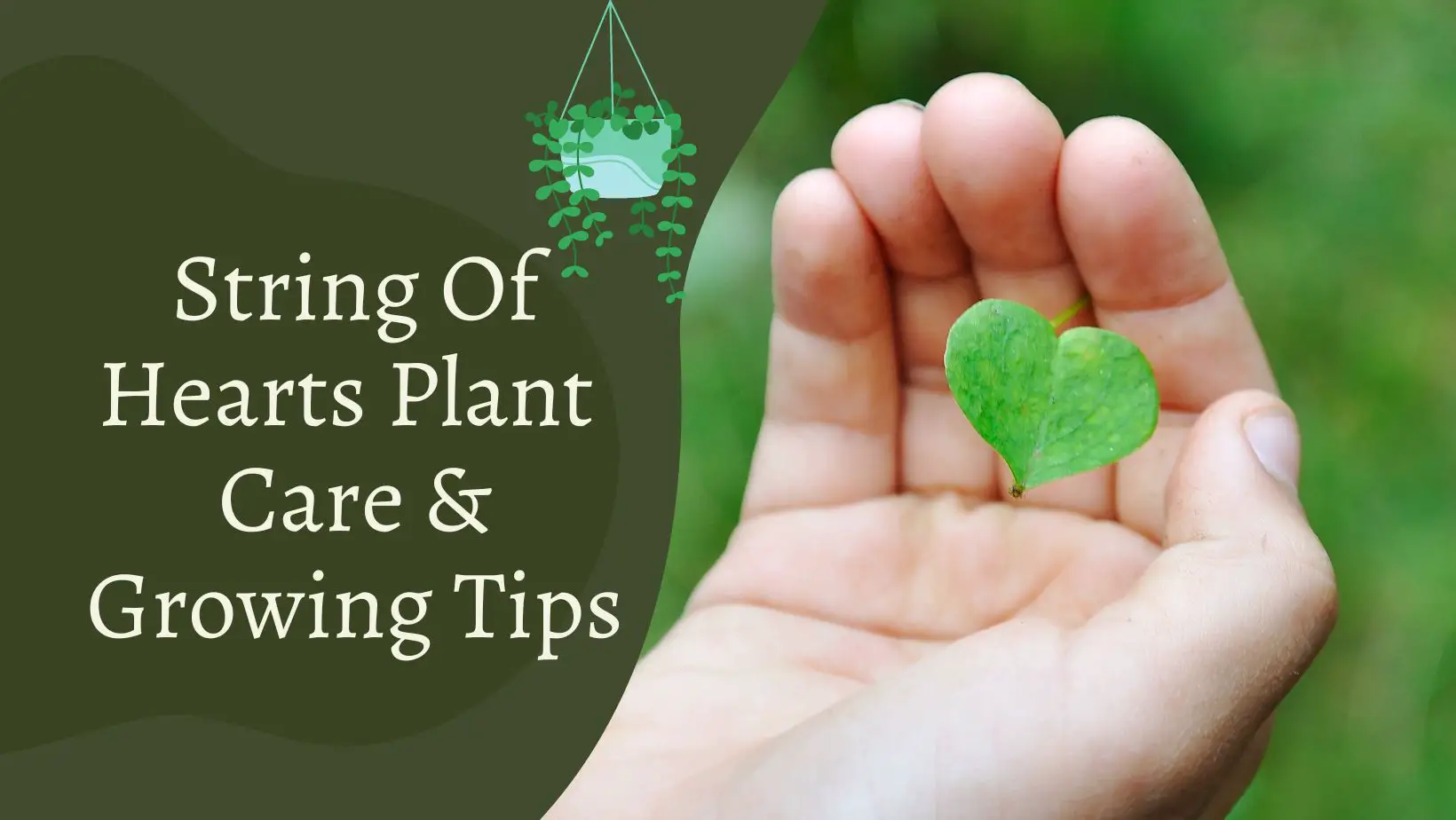 String Of Hearts Plant – Complete Care & Growing Tips