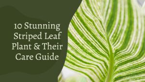 10 Stunning Striped Leaf Plant & Their Care Guide