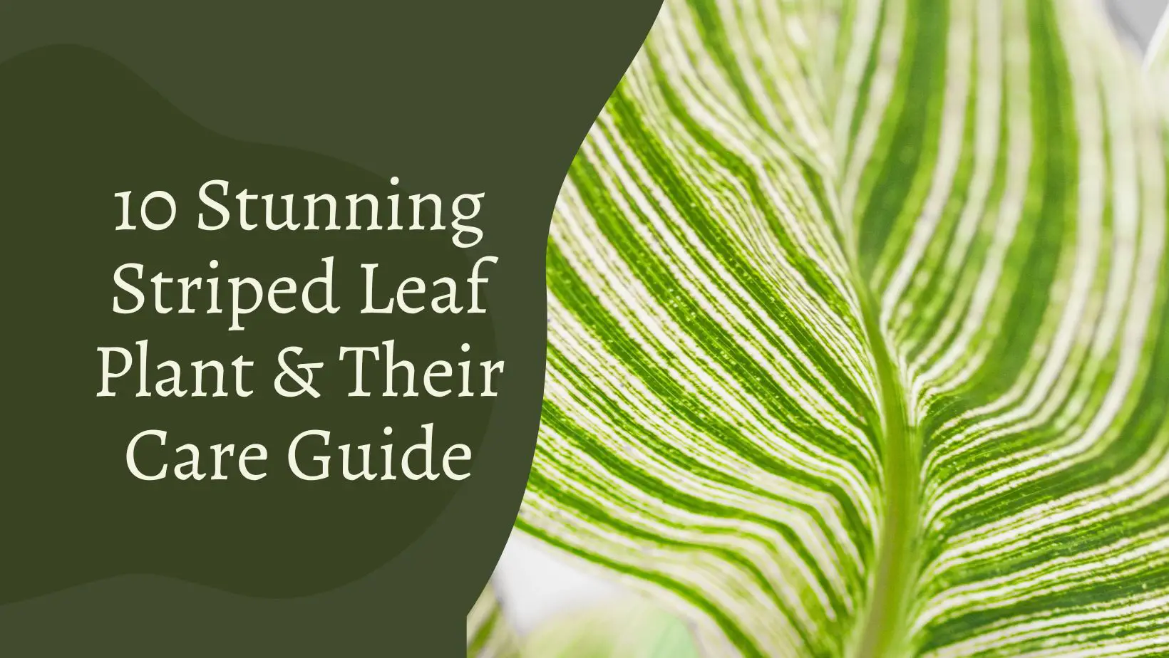 Stunning Striped Leaf Plant