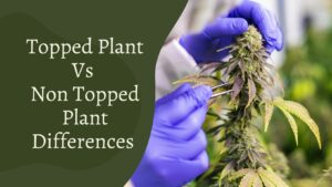 Topped Plant Vs Non Topped – Know Difference To Maintain