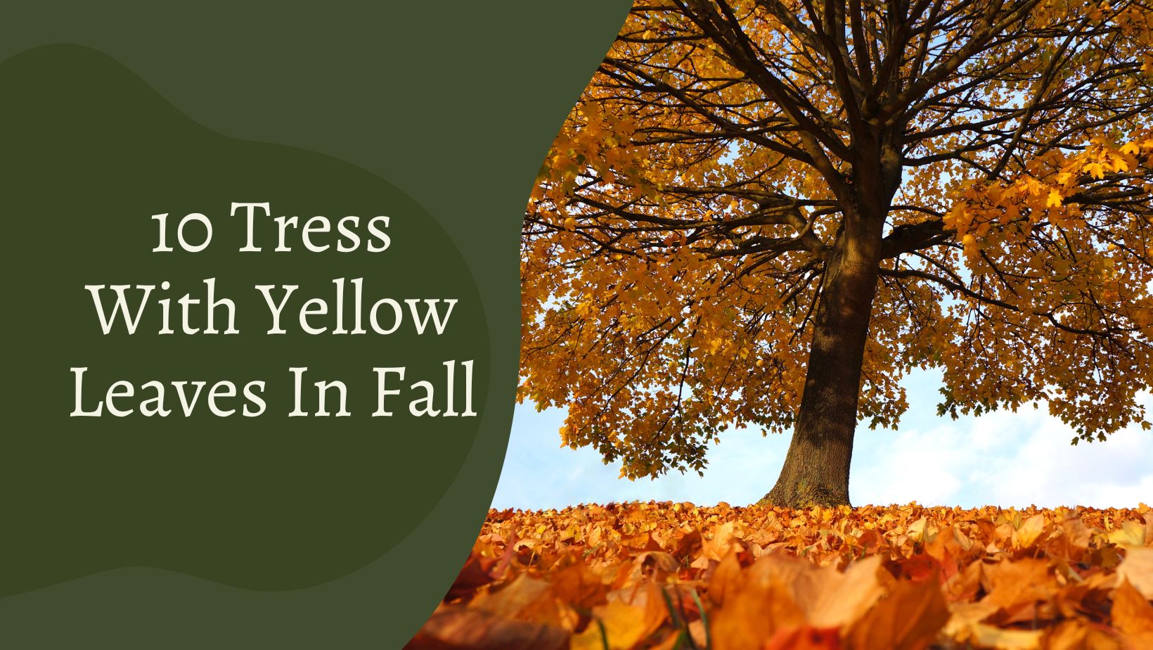 Tress With Yellow Leaves In Fall