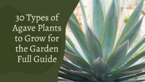30 Types of Agave Plants to Grow for the Garden