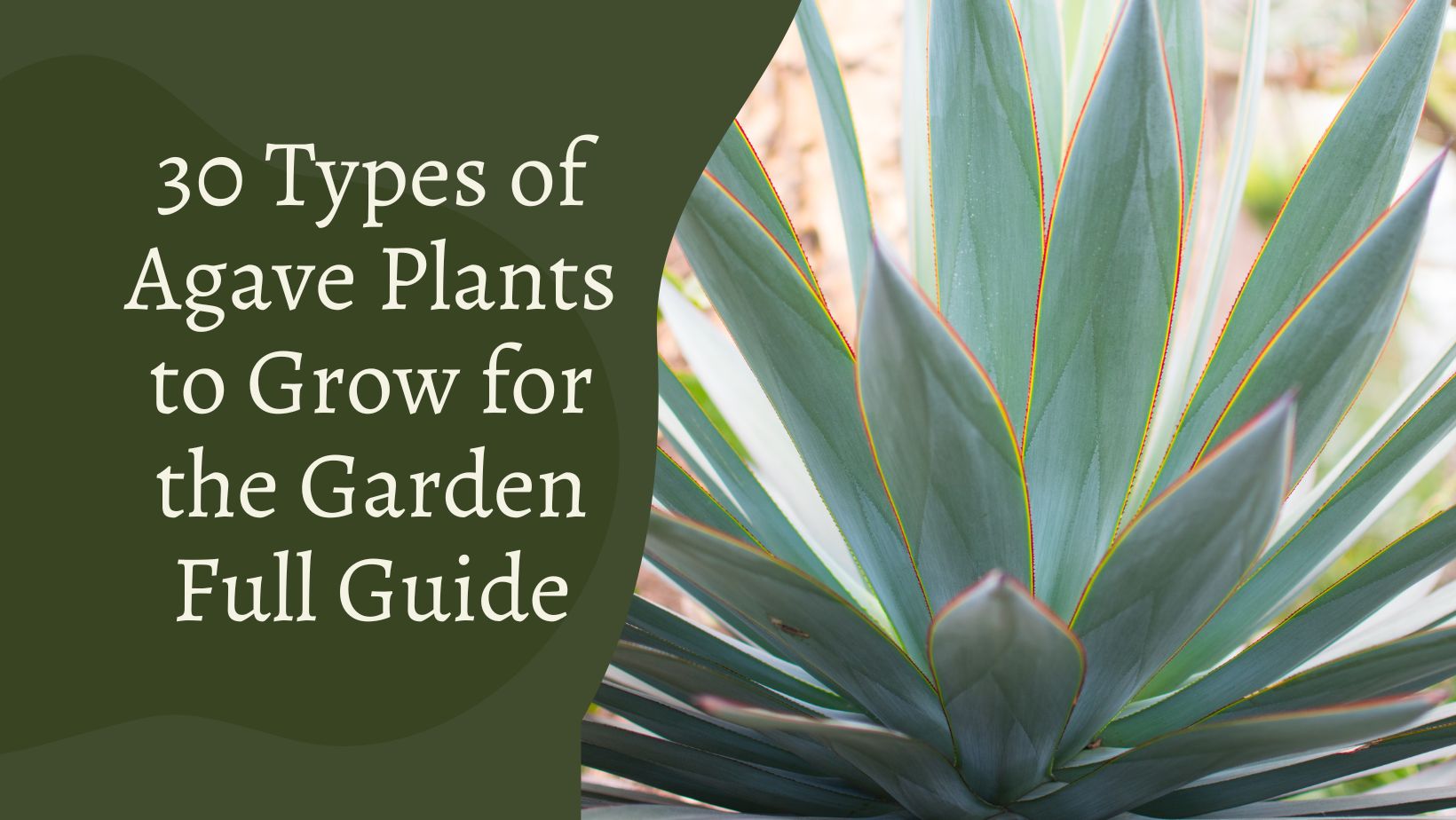 30 Types of Agave Plants