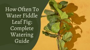 How Often To Water Fiddle Leaf Fig – Complete Watering Guide