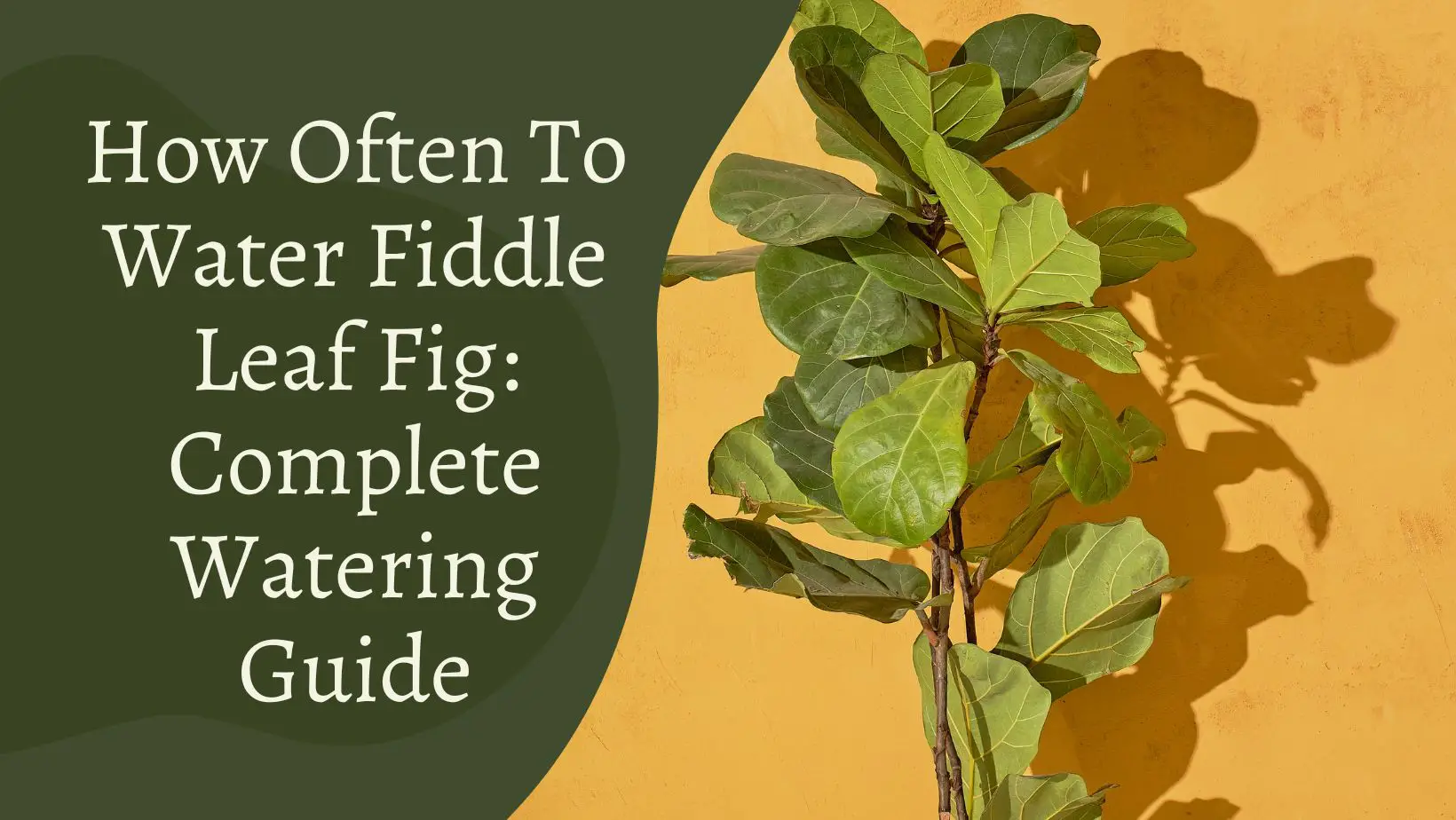 How Often To Water Fiddle Leaf Fig