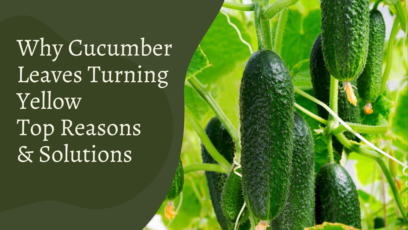 Why Cucumber Leaves Turning Yellow