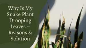 Why Is My Snake Plant Drooping Leaves – Reasons & Solution
