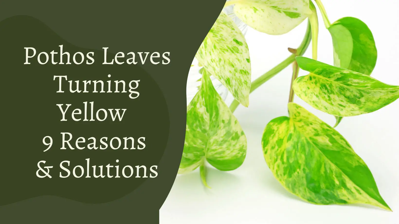 Why Pothos Leaves Turning Yellow