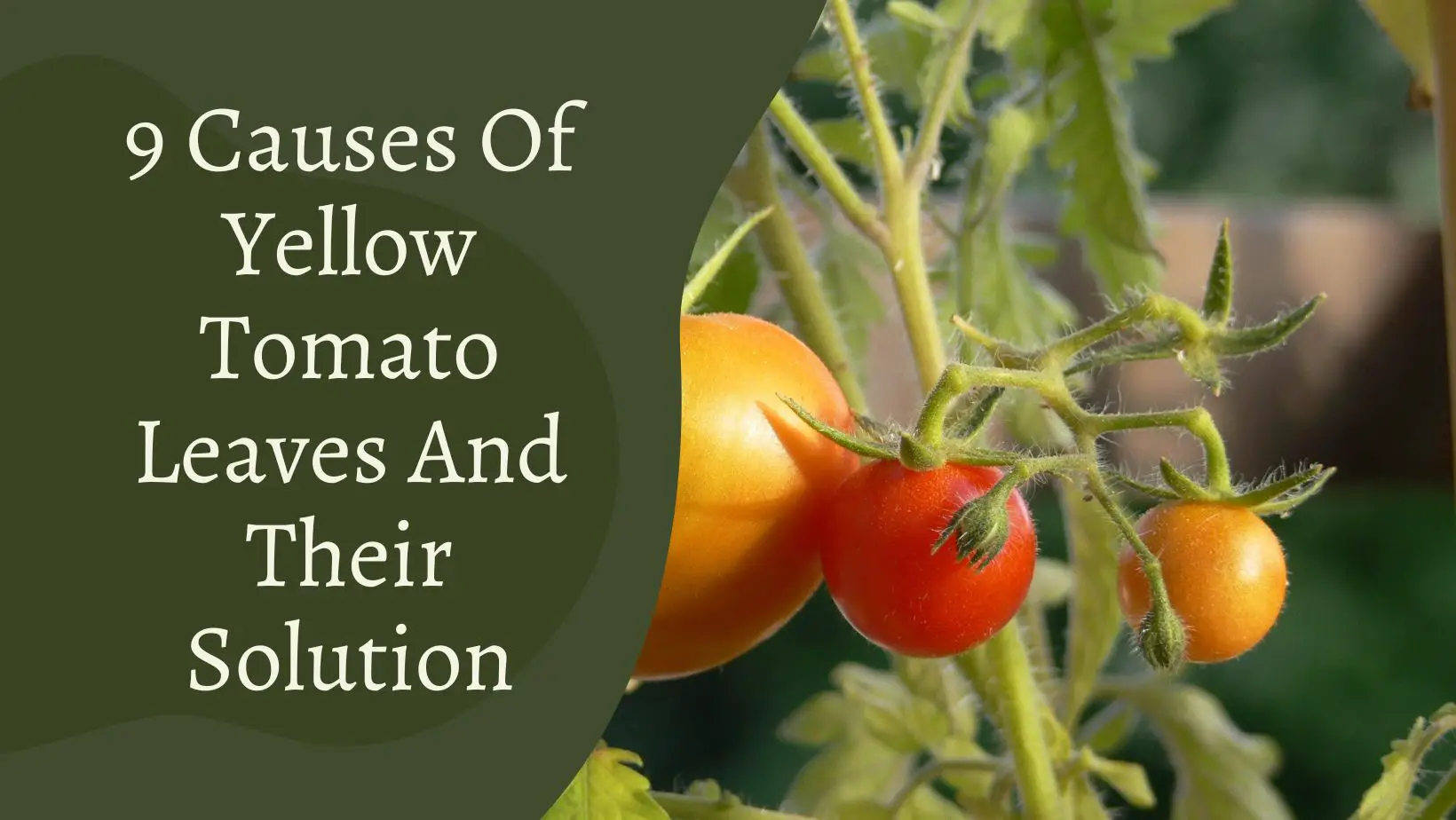 9 Causes Of Yellow Tomato Leaves And Their Solution