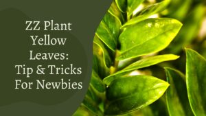 ZZ Plant Yellow Leaves – Reasons & 8 Care Tips To Prevent It