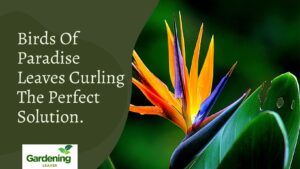 Birds Of Paradise Leaves Curling – The Perfect Solution.